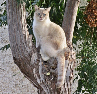 Котики