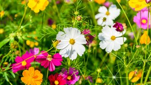 Ах, лето-лето