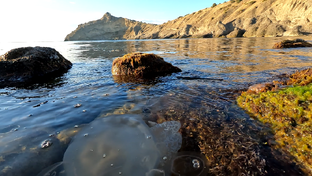 СБОРНИК ЭКСКЛЮЗИВОВ (спасибо за Премиум подписку)