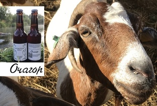 В каком возрасте   покрывать козу