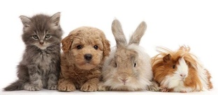 Детям о домашних животных.