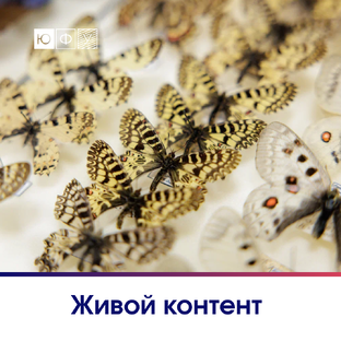 Живой контент 