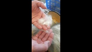 Прядем собачью шерсть