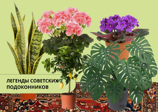 Легенды советских подоконников