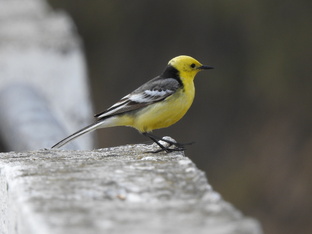 Пернатые в городе