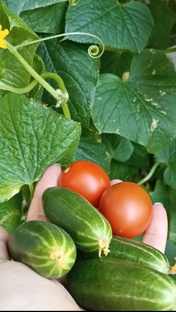 Урожай на подоконнике