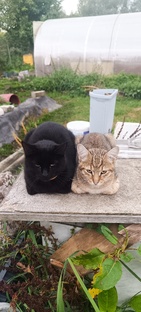 Жизнь в деревни 