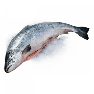 Кета: рыба-легенда с Тихого океана