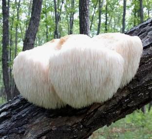 Ежовик гребенчатый: полный гид по пользе, применению и возможным рискам