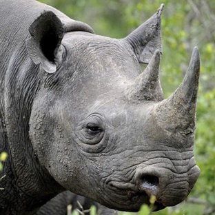 Носорог: сила, тайны и борьба за выживание