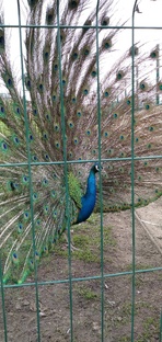 Калуга. Зоопарк " Биосфера".