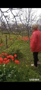 наши 3 дачи