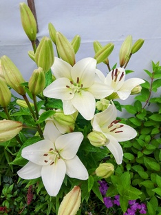 Садово/огородный сезон 2025