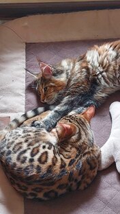 Кошки 