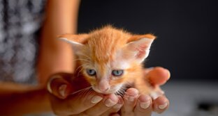 Мир животных