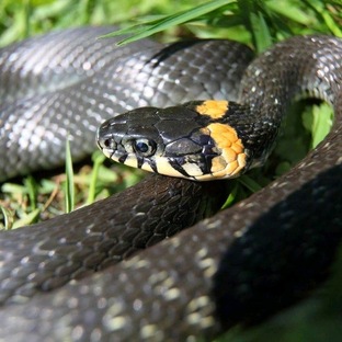 Уж: тайны, факты и правда о самой загадочной змее