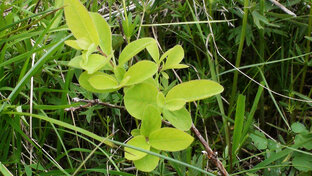 2018 год - сажаю деревья