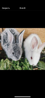 Кролиководство 