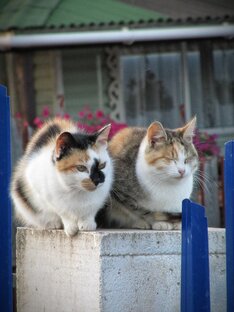 Ах, как много на свете кошек😺