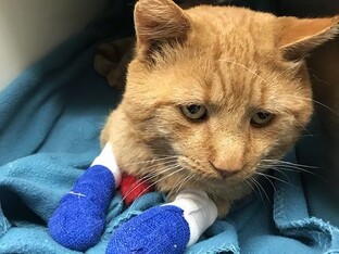 Спасение животных