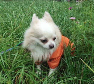 Прелестный пёсик