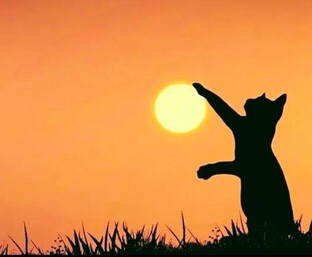 «любовь или верность?»