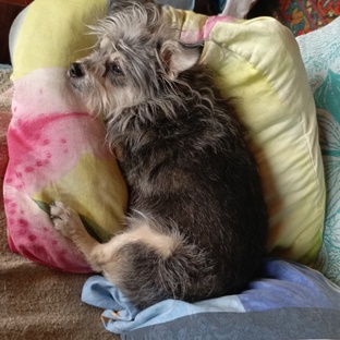 Зверюшки мои