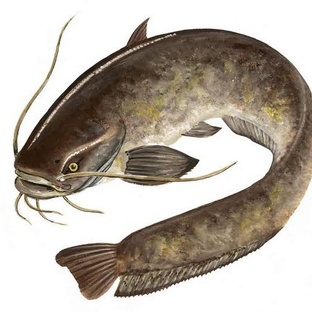 Сом: тайны гиганта глубин и его невероятные способности