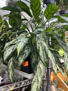 «Зеленые» питомцы 