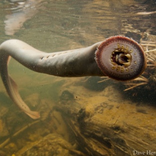 Уникальные животные: чудеса эволюции, о которых вы не знали