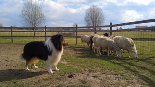 Колли. Послушание, пастьба, пуллер - три П ))