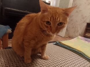 Репортажи с интервью по животрепещущим темам