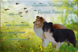 Два соболиных мальчика шелти !