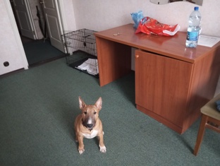 dog friendly