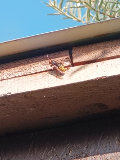 Обитатели сада