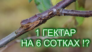 Прививка плодовых деревьев