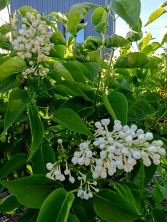 Садовые истории