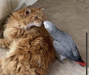 Друганы 😻🦜