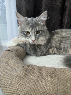Кошка