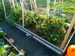 Огородная жизнь 2023 год 