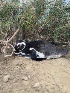 Патагония (Аргентина, Чили)