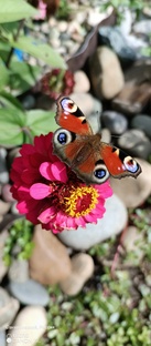 Ни ожиданная гостья