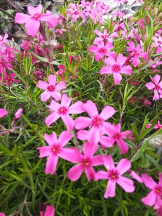 Голова садовая