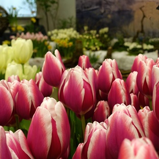 Сады в музеях и дворцах