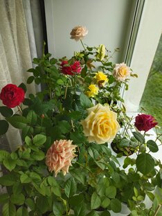 Миниатюрные розы Патио и Кордана