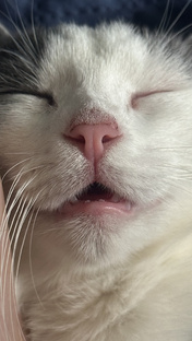 Котовьи истории