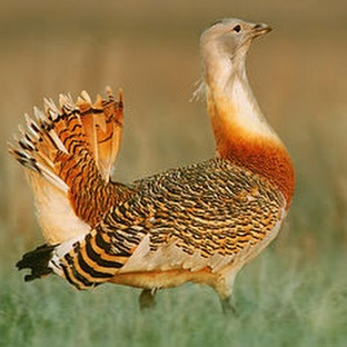 Дрофа: тайны самой крупной степной птицы Евразии