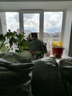 Кошачьи заметки.