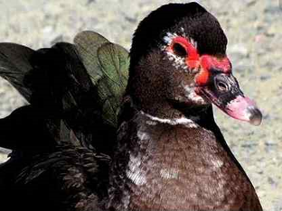 Мускусные утки 