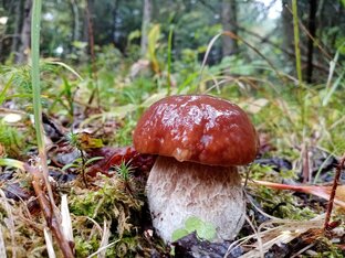 Тихая охота